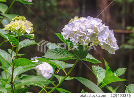 Hydrangea Path Hydrangea Flowers-4 Hydrangea Path Hydrangea Flowers-4 129493276