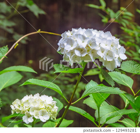 繡球花徑 繡球花-9 129493281