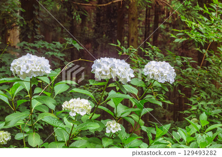 繡球花徑 繡球花-10 129493282