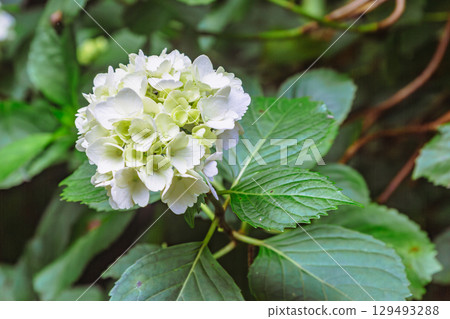 繡球花徑 繡球花-16 129493288