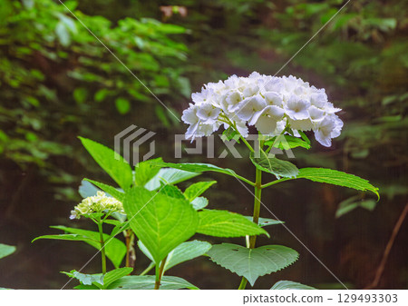 Hydrangea Path Hydrangea Flowers-31 129493303