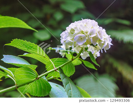 Hydrangea Path Hydrangea Flowers-34 Hydrangea Path Hydrangea Flowers-34 129493306