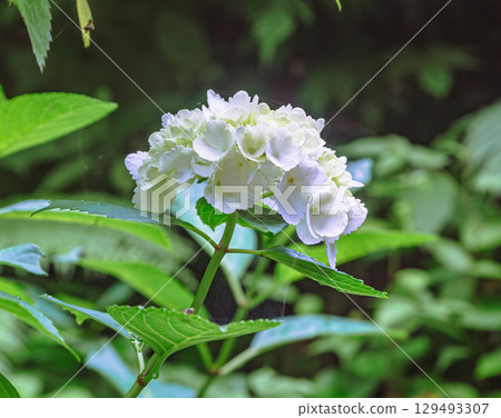 Hydrangea Path Hydrangea Flowers-35 129493307