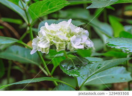 Hydrangea Path Hydrangea Flowers-36 Hydrangea Path Hydrangea Flowers-36 129493308