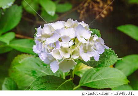 Hydrangea Path Hydrangea Flowers-41 Hydrangea Path Hydrangea Flowers-41 129493313