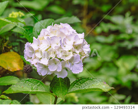 Hydrangea Path Hydrangea Flowers-42 129493314