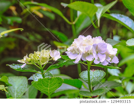 Hydrangea Path Hydrangea Flowers-43 129493315