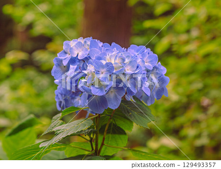 Hydrangea Path Hydrangea Flowers 2-5 129493357