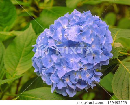Hydrangea Path Hydrangea Flowers 2-7 129493359