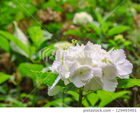 Hydrangea Path Ice Bear Flowers-1 129493401