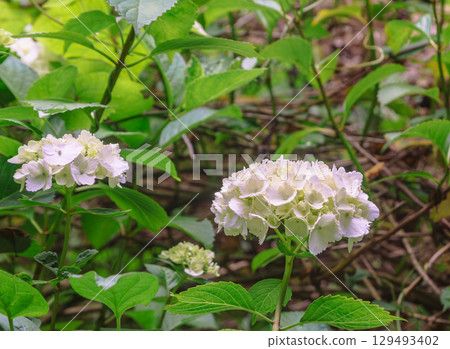 繡球花徑冰熊花-3 繡球花徑冰熊花-3 129493402