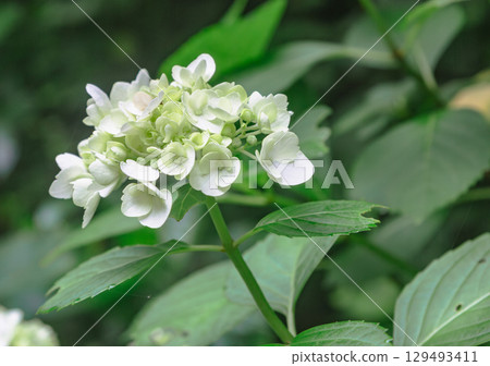 Hydrangea Path Snow White Flowers-1 Hydrangea Path Snow White Flowers-1 129493411