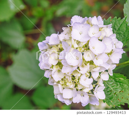 Hydrangea Path Snow White Flowers-3 Hydrangea Path Snow White Flowers-3 129493413