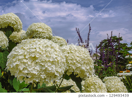 Hydrangea flower 3-2 129493439