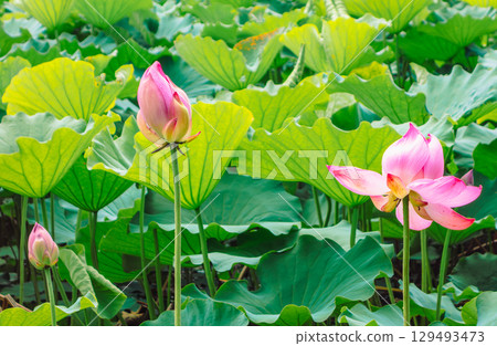 Ancient Lotus Flower 3-6 129493473