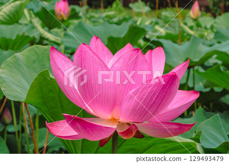 Ancient Lotus Flower 3-12 129493479