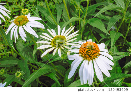 Echinacea flower-3 129493499