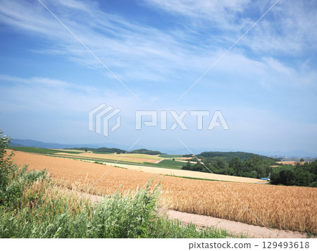 美瑛拼布路的風景 129493618