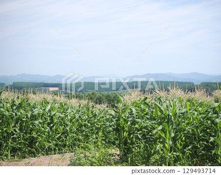 玉米田景觀 玉米田景觀 129493714