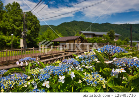 里山的繡球花和水車盛開 里山的繡球花和水車盛開 129493730