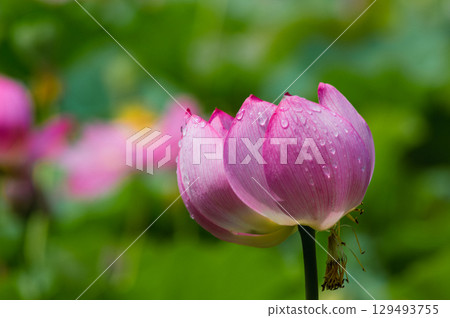 Ancient lotus and water droplets 5-1 129493755