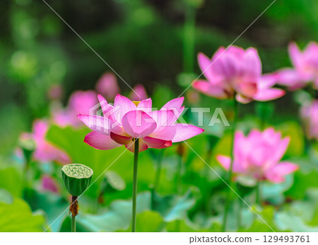 古荷與水滴5-23 129493761