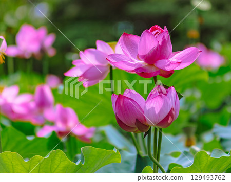 古荷與水滴5-24 129493762