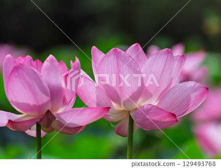 Ancient lotus and water droplets 5-34 129493768