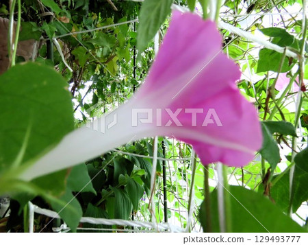 夏日庭園花卉「牽牛花」牽牛花:花壇花 夏日庭園花卉「牽牛花」牽牛花:花壇花 129493777