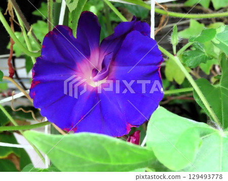 夏日庭園花卉「牽牛花」牽牛花:花壇花 夏日庭園花卉「牽牛花」牽牛花:花壇花 129493778
