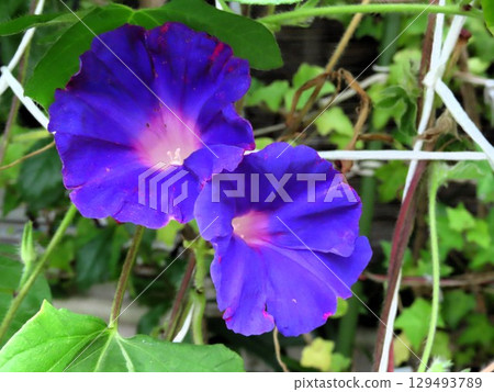 夏日庭園花卉「牽牛花」牽牛花:花壇花 夏日庭園花卉「牽牛花」牽牛花:花壇花 129493789