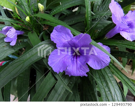 花壇花「Ruellia」爵床科:Ruellia屬 花壇花「Ruellia」爵床科:Ruellia屬 129493790