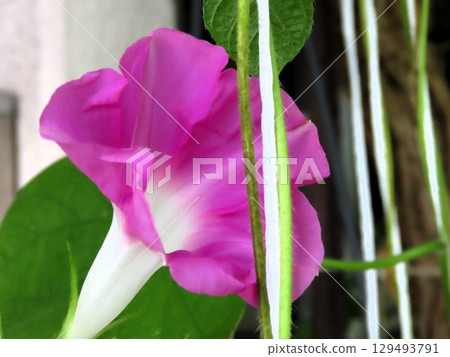 夏日庭園花卉「牽牛花」牽牛花:花壇花 夏日庭園花卉「牽牛花」牽牛花:花壇花 129493791