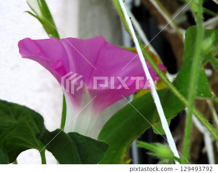 Summer garden flower "Morning glory" Morning glory: flower bed flower Summer garden flower "Morning glory" Morning glory: flower bed flower 129493792