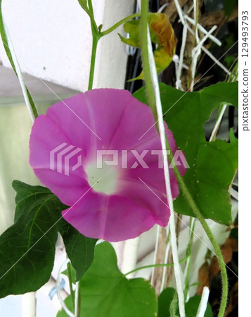 夏日庭園花卉「牽牛花」牽牛花：花壇花 129493793
