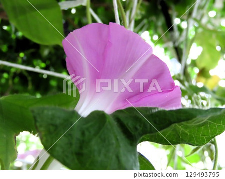 夏日庭園花卉「牽牛花」牽牛花：花壇花 129493795