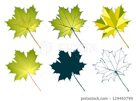 Set of hand-drawn fall yellow-green colored maple autumn leaves isolated on white background. Flat and line styles vector illustration. Set of hand-drawn fall yellow-green colored maple autumn leaves isolated on white background. Flat and line styles vector illustration. 129493799