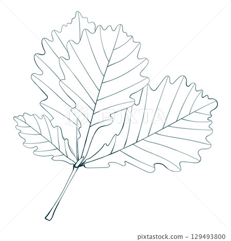 Hand-drawn oak leaves isolated on white background. Line style vector illustration.  129493800