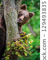 Close Bear cub clings to the side of the tree. Wildlife scene from nature 129493835