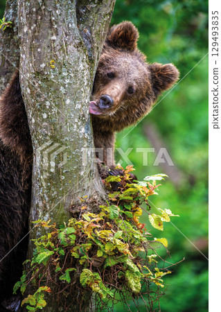 Close Bear cub clings to the side of the tree. Wildlife scene from nature 129493835