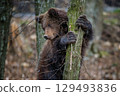Close Bear cub clings to the side of the tree. Wildlife scene from nature 129493836