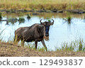 Wildebeest standing by water 129493837