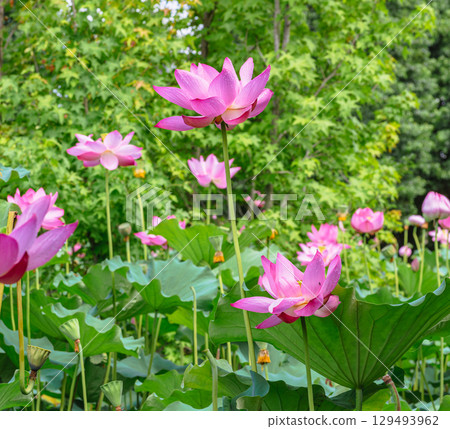 Ancient lotus flower and water droplets 4-67 129493962