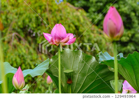 Ancient lotus flower and water droplets 4-69 129493964
