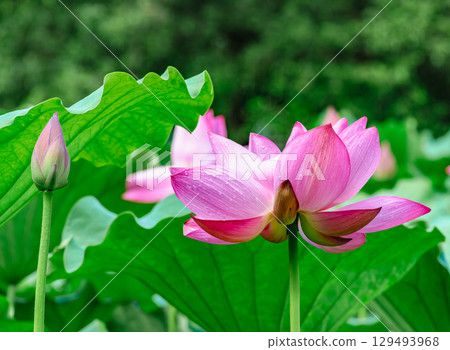 Ancient lotus flower and water droplets 4-73 129493968