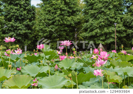 Ancient lotus flower and water droplets 4-90 129493984