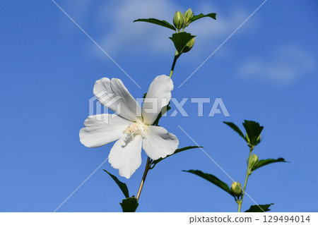 White Gionmamori Hibiscus 129494014