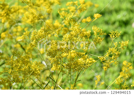 Ominaeshi Golden Lace 129494015