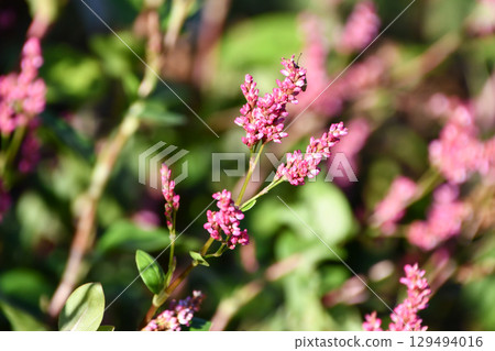 Indigo (indigo) and the raw material for indigo dyeing: indigo plant 129494016