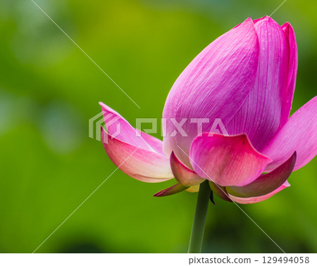 Ancient lotus and water droplets 4-8 129494058